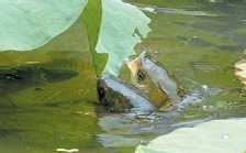 溶解氧含量对水生生物的意义