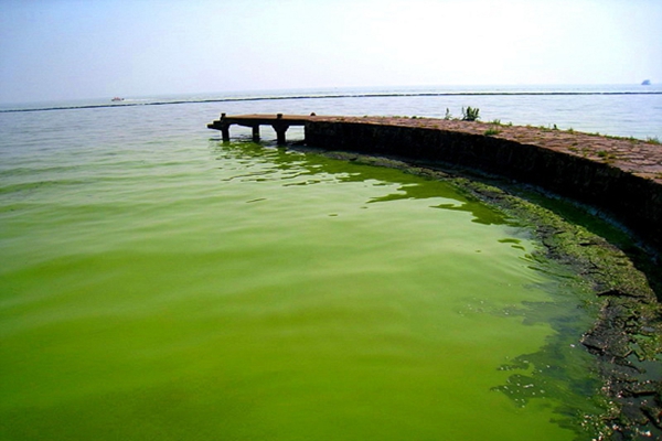 蓝藻确实为太湖水“增色”不少