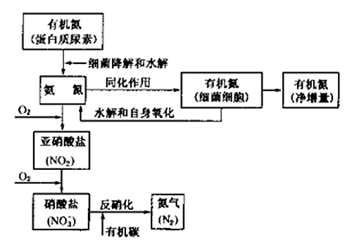 生物脱氮原理及工艺分析