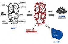  “微生物蛋白提取技术"将挑战污水治理顽疾